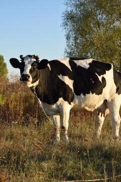 A cow at the meadow Stock Photos