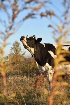 A cow at the meadow Stock Photos