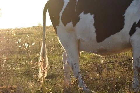 A cow at the meadow Stock Photos