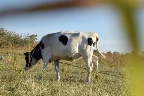 A cow at the meadow Stock Photos