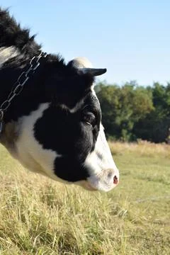 A cow at the meadow Stock Photos