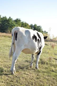 A cow at the meadow Stock Photos