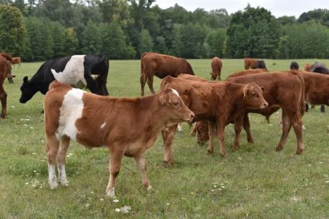 Cow in meadow. Rural composition. Cows grazing in the meadow.Cows Volyn meat, Stock Photos