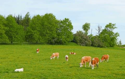 Cow on meadow in spring Stock Photos