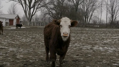 Cow on mid west farm in winter approaches camera Stock Footage 89945174