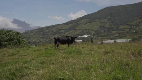 Cow in the middle of the mountain in the andean paramo Vídeo Stock 233320519