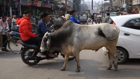 A cow in the midst of the traffic 스톡 동영상 103424873