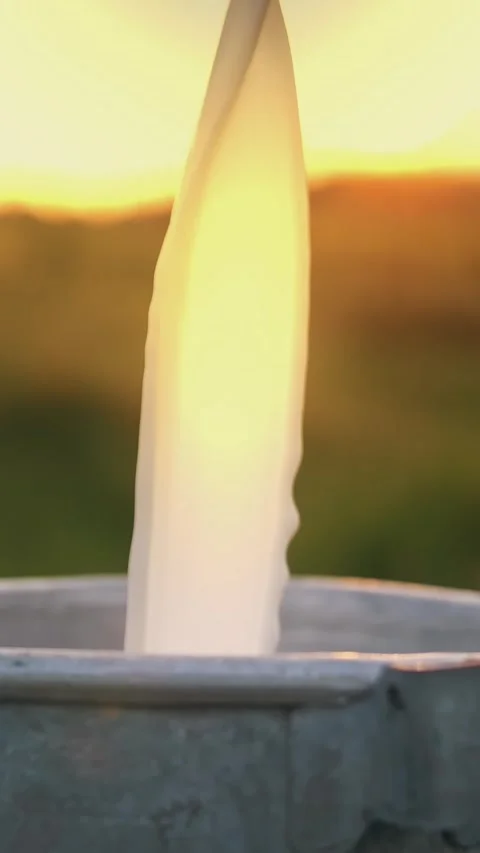 Cow milk fresh. close-up. fresh milk is poured into a can, on green meadow, at Stock Footage 305701034