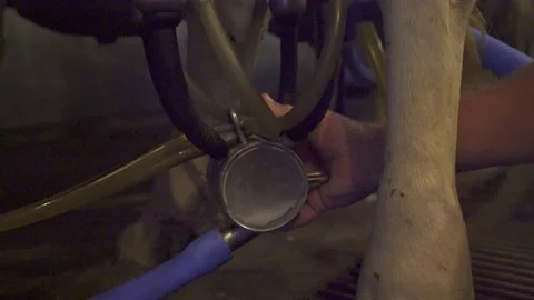 Cow Milk Going Into Mechanical Automatic Milking Machine Video stock 140214446