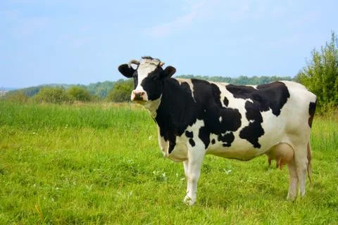 Cow, with milk Stock Photos