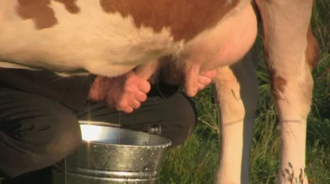 Cow milking Stock Footage 10606029