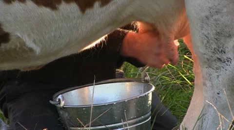 Cow milking Stock Footage 10606037