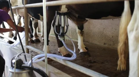 Cow milking Vídeos de archivo 62545753