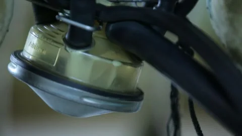 Cow milking technology 2 Stock Footage 314514542