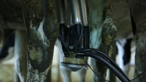 Cow milking technology 3 Stock Footage 314514979