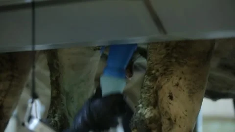 Cow milking technology 7 Video stock 314515008