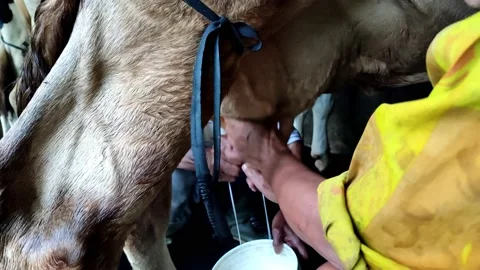 A cow milking worker in a cowshed full of passion, video 4k Stock Footage 158692958