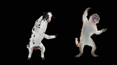 Cow Monkey,with Alpha Channel 库存影片 156405769