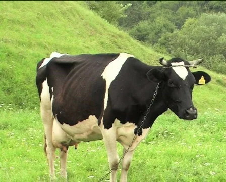 Cow mooing Stock Footage 82214