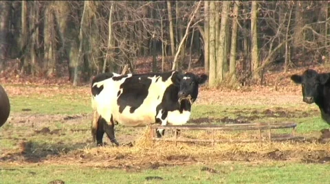 Cow Mooing Stock Footage 630575