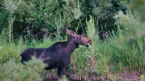 Cow Moose Browsing Along a River  Stock Footage 285874297