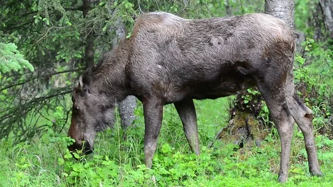 Cow Moose Browsing Stock Footage 76628723