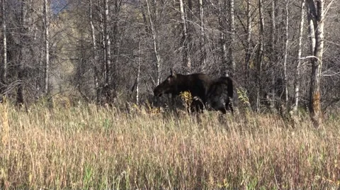 Cow Moose in Fall Vídeos de archivo 56030065