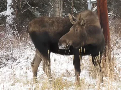 Cow Moose 動画素材 8927713