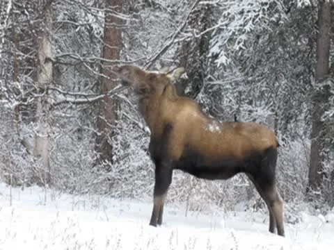 Cow Moose 動画素材 8990056