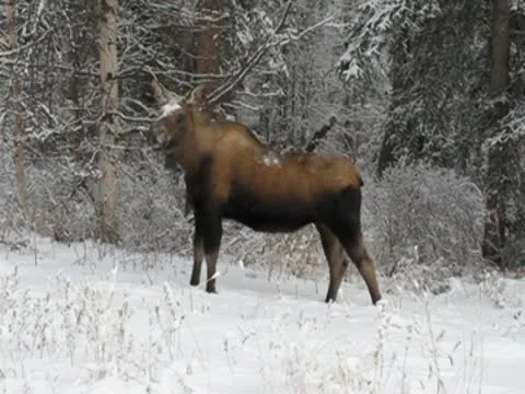 Cow Moose 動画素材 8991231