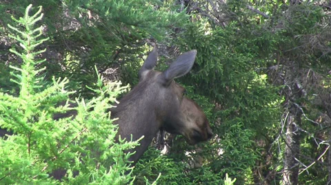 Cow Moose Stock Footage 27968193