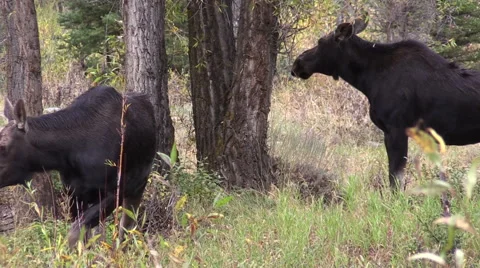 Cow Moose Vídeos de archivo 55297182