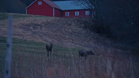 Cow Moose Grazing At Sunset - Wide Shot Stock Footage 314376185