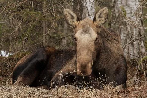Cow moose Stock Photos