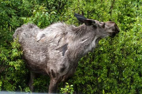 Cow Moose Stock-Fotos