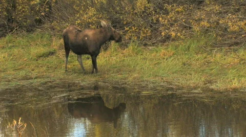 Cow Moose Reflection in Pond Stock Footage 482747