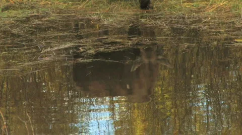 Cow Moose Reflection in Pond Tilt Up Stock Footage 482881
