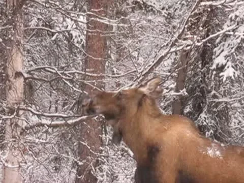 Cow Moose in winter 動画素材 8991276