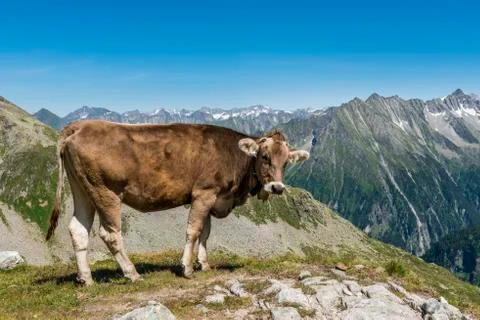 Cow Mountain Austria Stock Photos