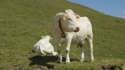 Cow on mountain with bell Stock Footage 90143071