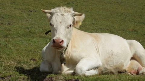 Cow on mountain with bell Stock Footage 90143247
