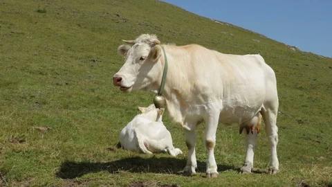 Cow on mountain with bell Stock Footage 90143249