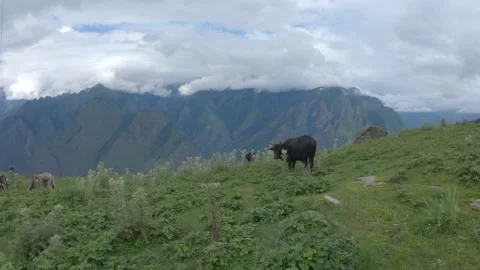 Cow in the mountain Stock Footage 134632199