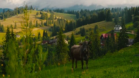 Cow in  Mountain. Stock Footage 244735725