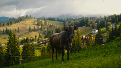Cow in  Mountain. Video stock 244735737
