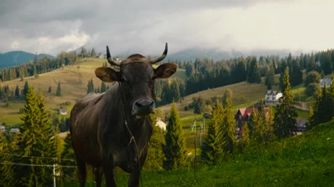 Cow in  Mountain. Video stock 244735740