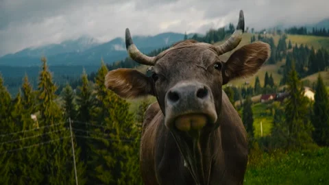 Cow in  Mountain. Stock Footage 244735809