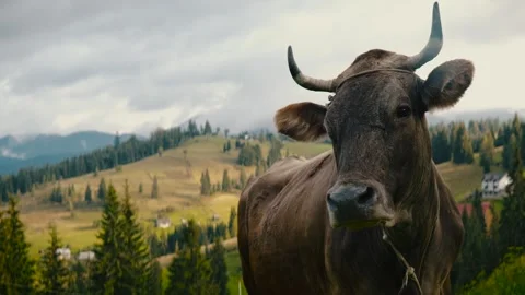 Cow in  Mountain. Video stock 244735812