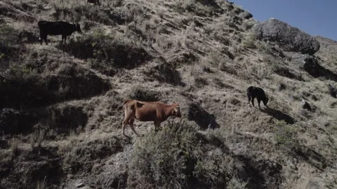 A COW IN THE MOUNTAIN Stock Footage 326227301