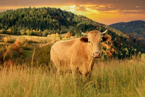 Cow on mountain pasture Stock Photos